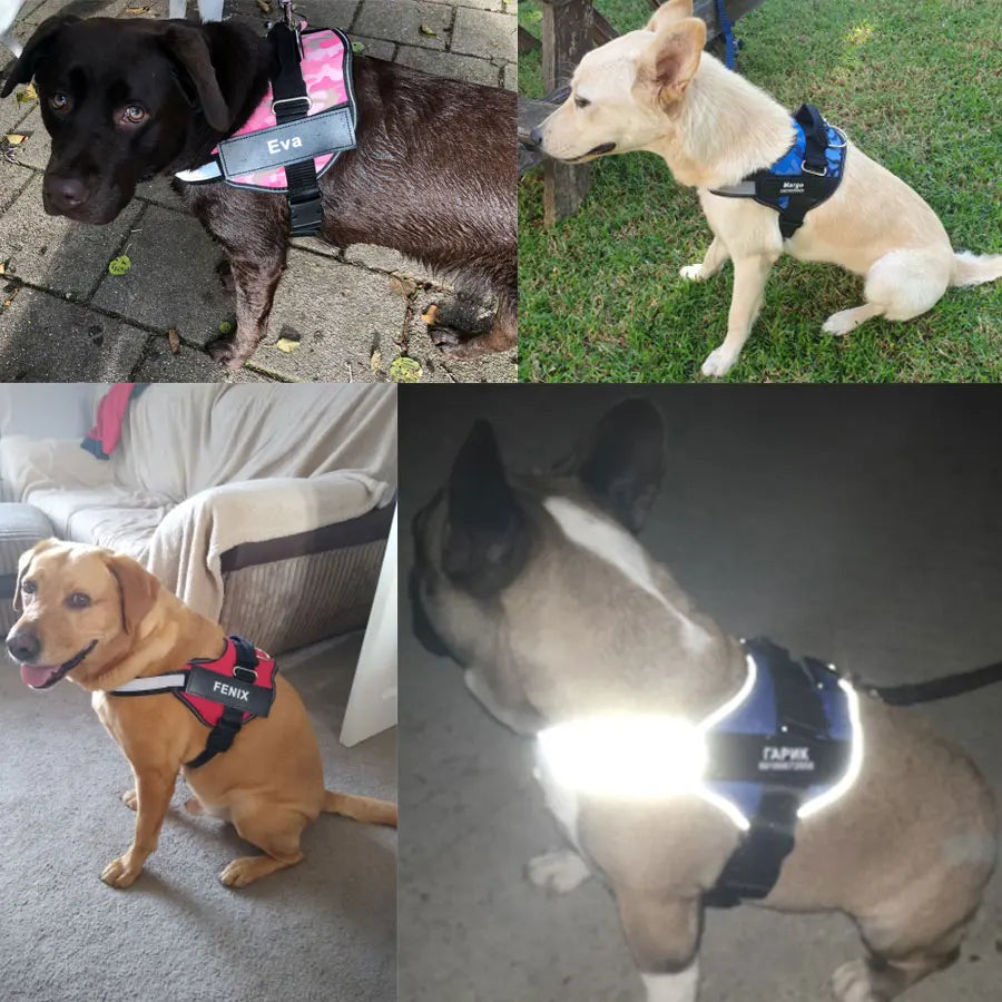 Reflective Dog Harness – Adjustable, Breathable, Padded - Willen