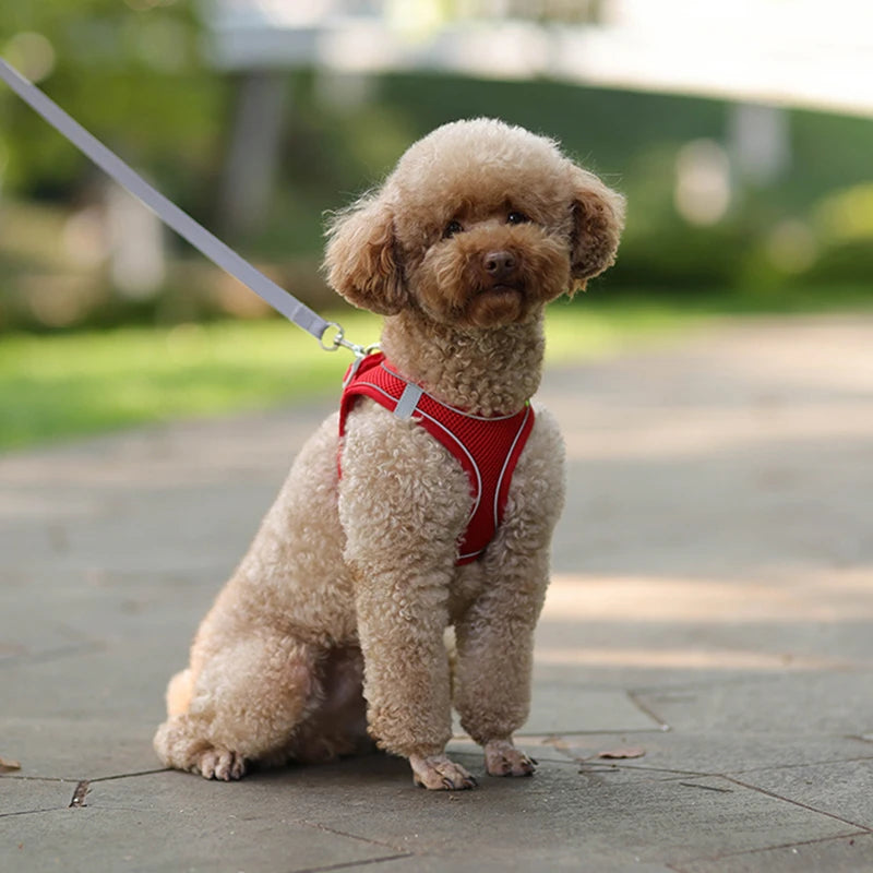 ComfyFit Pet Harness Set – Adjustable Mesh Vest & Leash for Small Dogs and Cats - Willen
