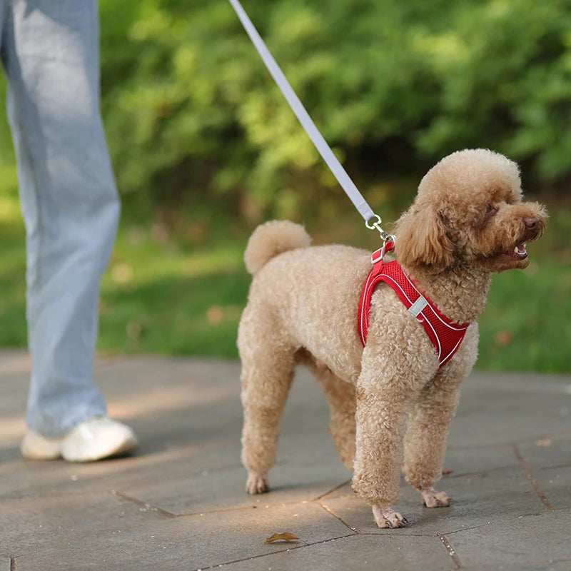ComfyFit Pet Harness Set – Adjustable Mesh Vest & Leash for Small Dogs and Cats - Willen