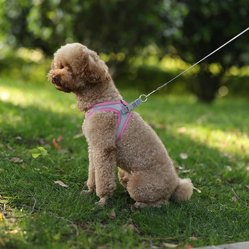 ComfyFit Pet Harness Set – Adjustable Mesh Vest & Leash for Small Dogs and Cats - Willen