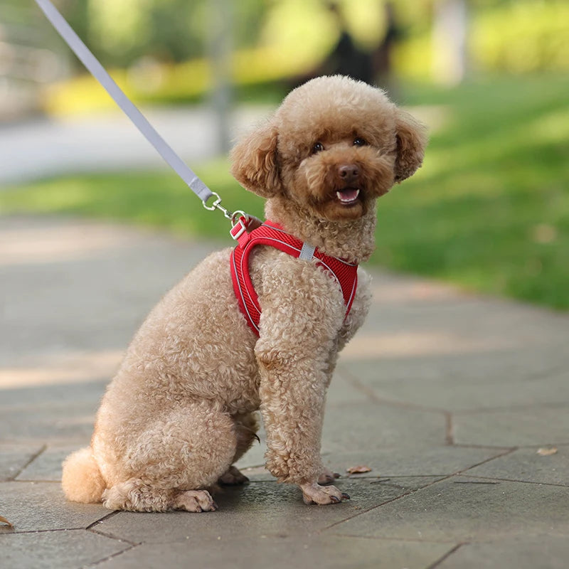 ComfyFit Pet Harness Set – Adjustable Mesh Vest & Leash for Small Dogs and Cats - Willen
