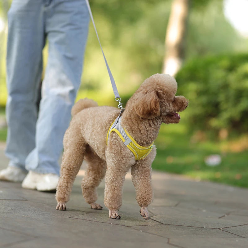 ComfyFit Pet Harness Set – Adjustable Mesh Vest & Leash for Small Dogs and Cats - Willen