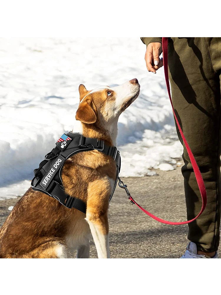 Reflective Training Vest for Dogs – Adjustable, Padded, with ID Patches - Willen