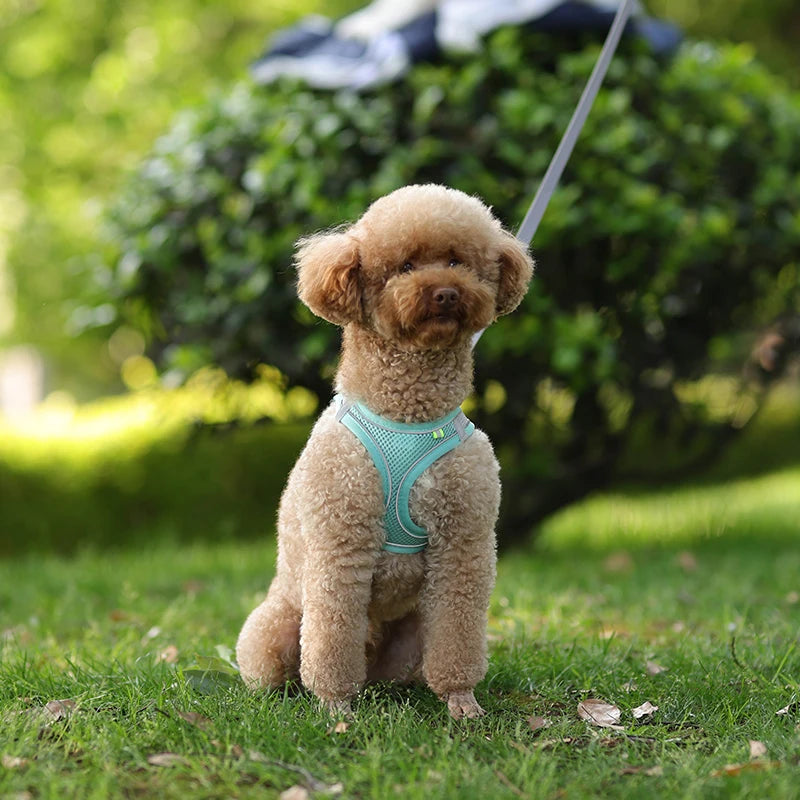 ComfyFit Pet Harness Set – Adjustable Mesh Vest & Leash for Small Dogs and Cats - Willen