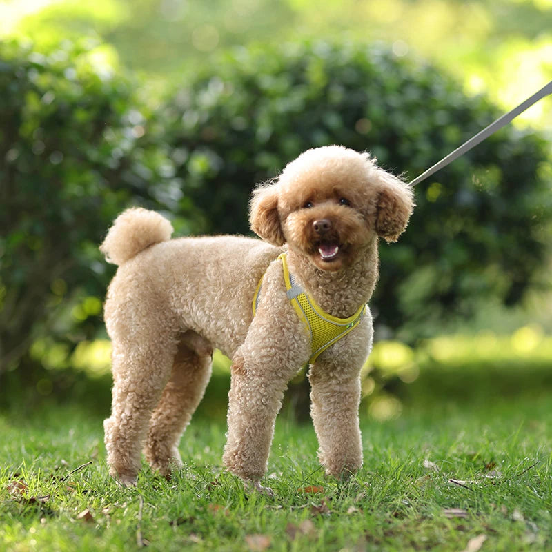 ComfyFit Pet Harness Set – Adjustable Mesh Vest & Leash for Small Dogs and Cats - Willen