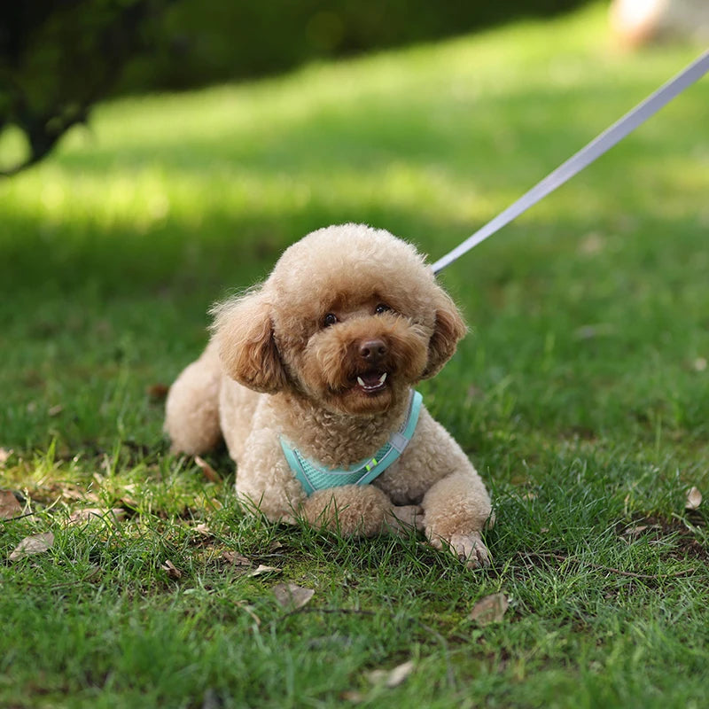 ComfyFit Pet Harness Set – Adjustable Mesh Vest & Leash for Small Dogs and Cats - Willen