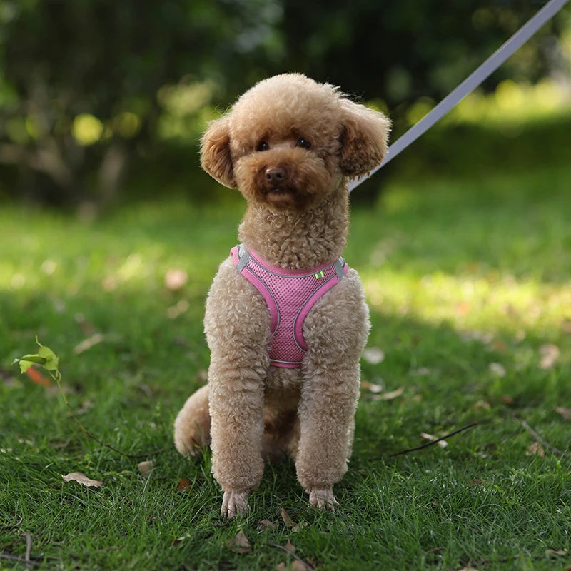 ComfyFit Pet Harness Set – Adjustable Mesh Vest & Leash for Small Dogs and Cats - Willen
