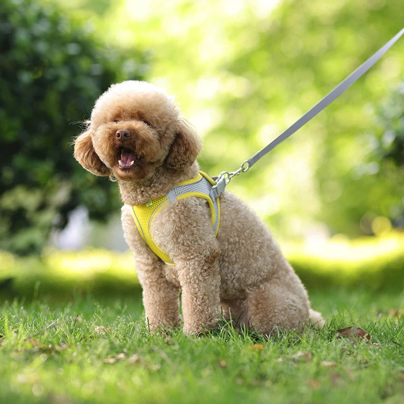 ComfyFit Pet Harness Set – Adjustable Mesh Vest & Leash for Small Dogs and Cats - Willen