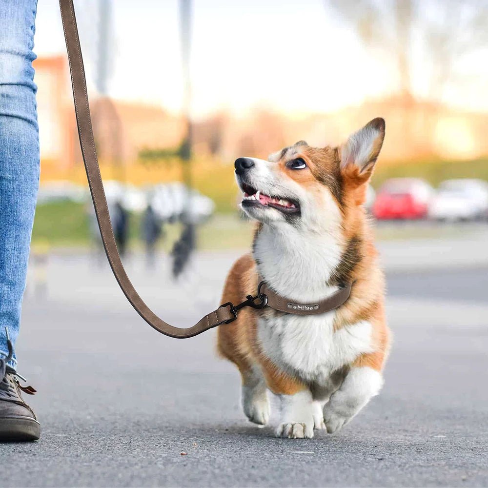 Willen BarkID™ — Engraved Leather Collar & Lead - Personalized Leather Dog Collar & Leash Set | Willen