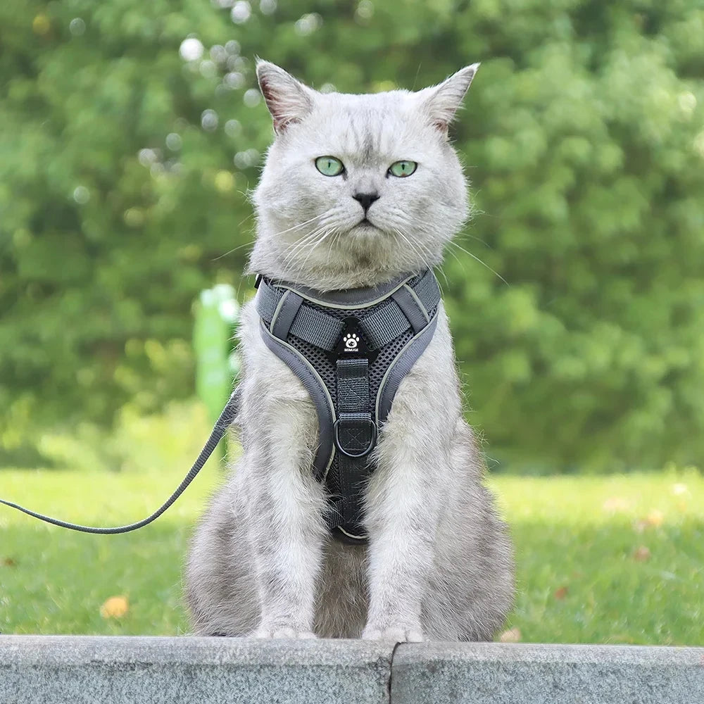 Reflective Pet Harness & Leash Set – Adjustable Mesh for Cats & Small Dogs - Willen